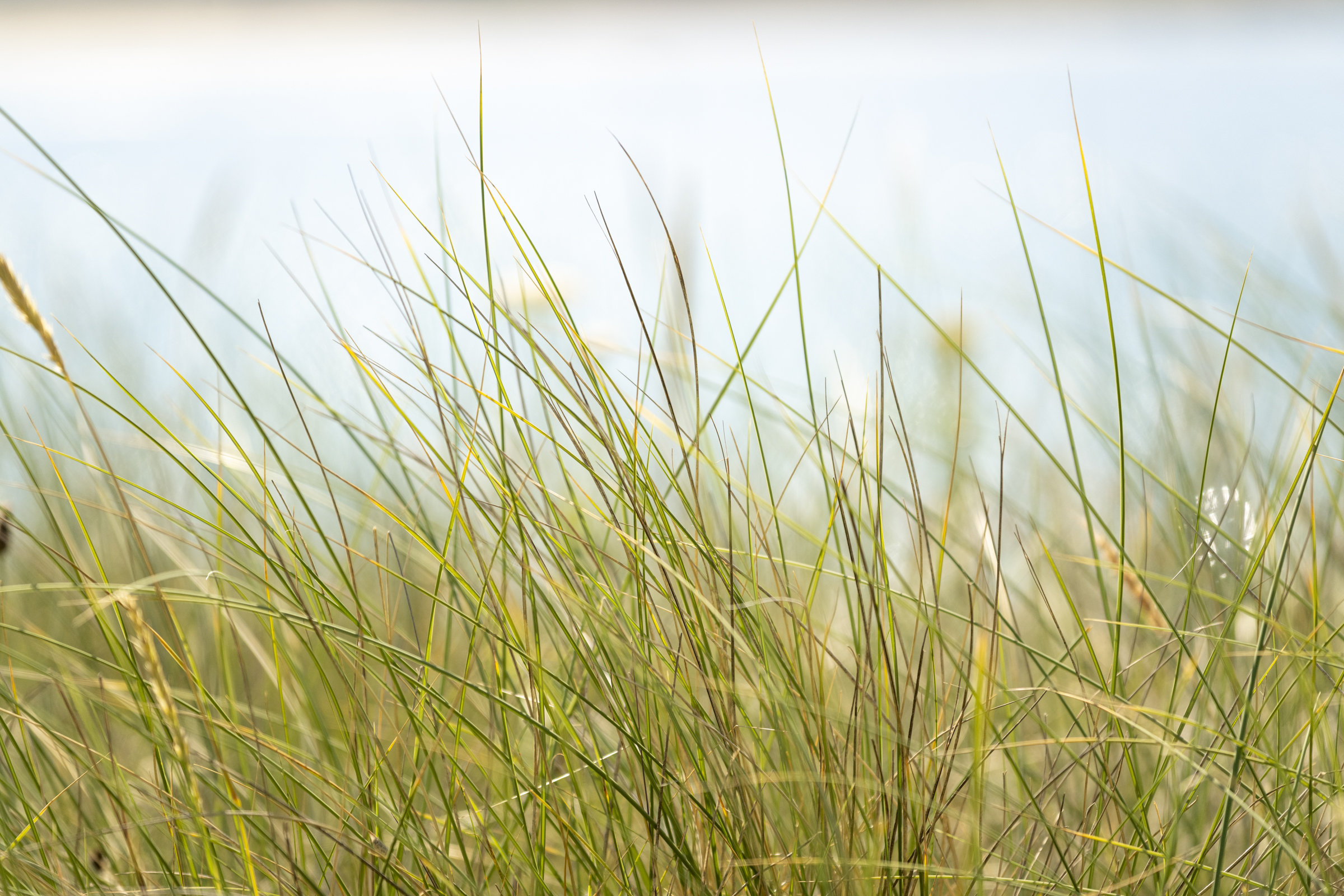 Coastal grasses