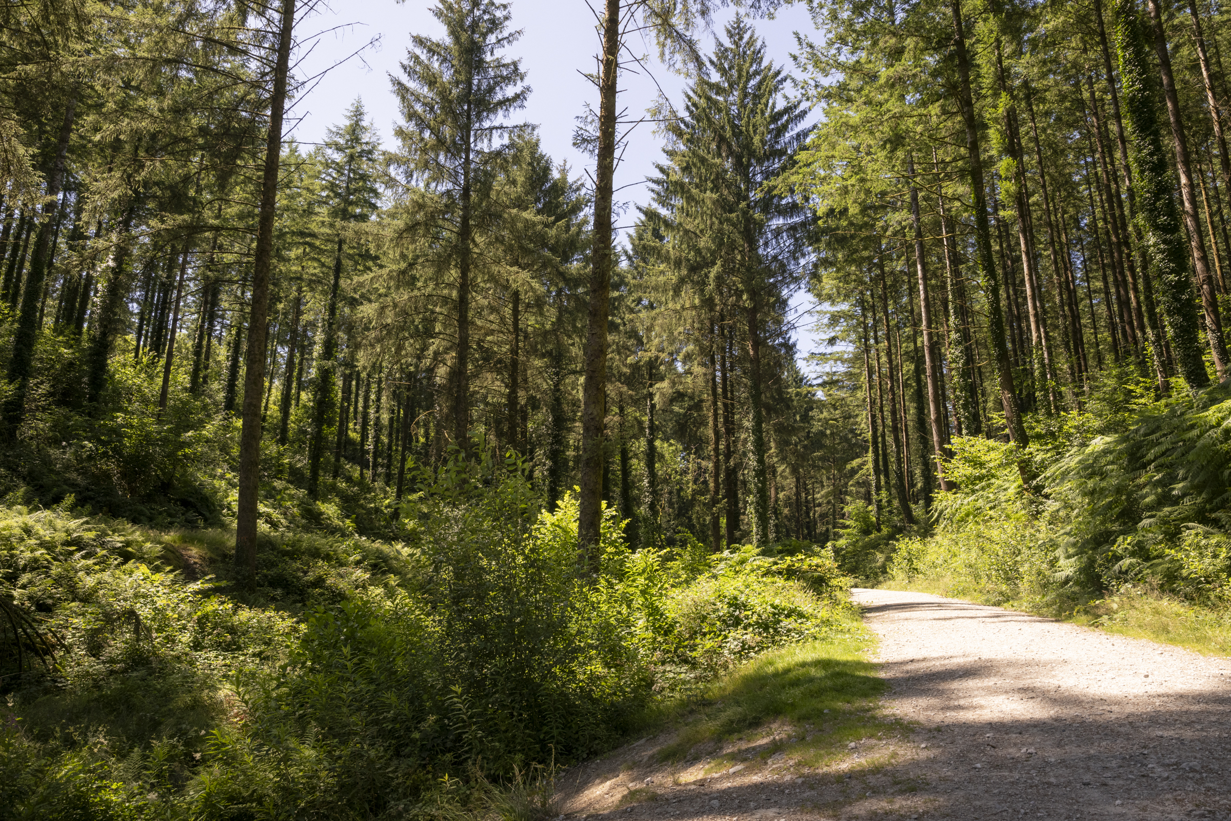 Cardinham woods credit laura griffiths