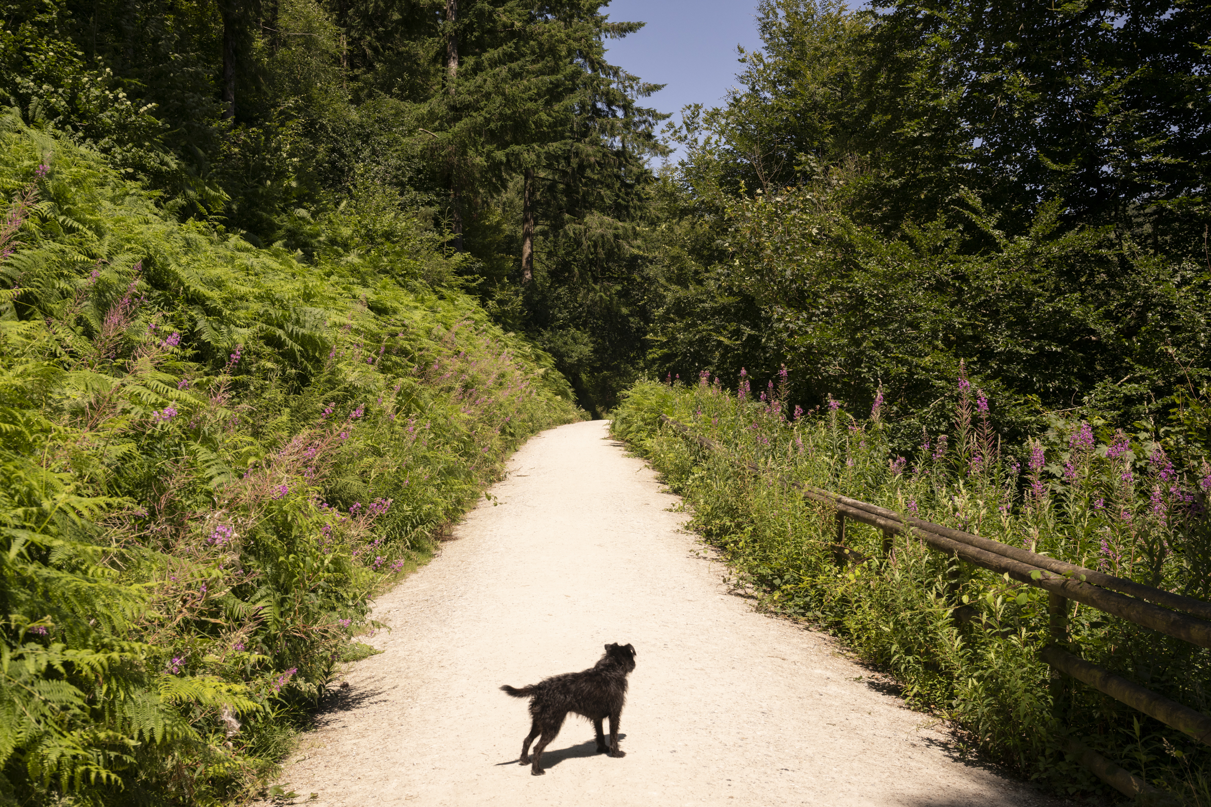 Cardinham Woods with dog