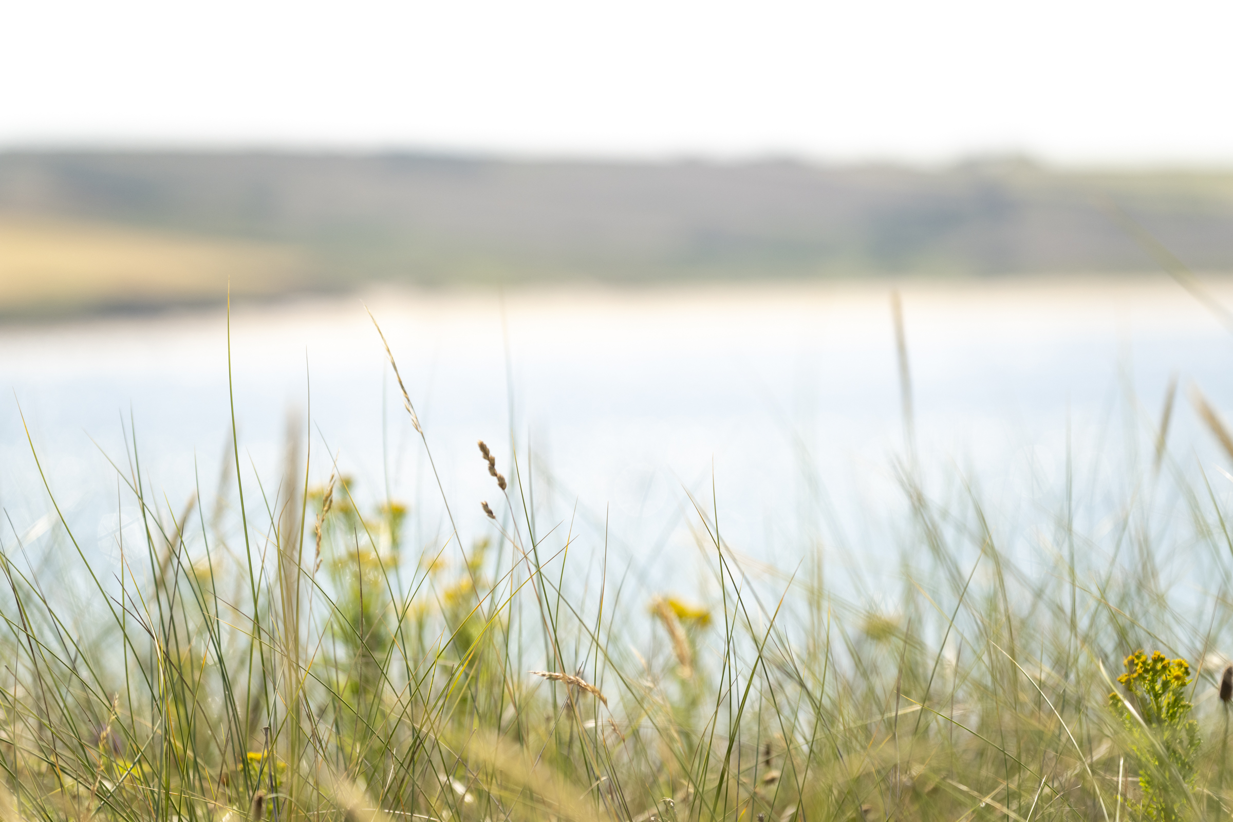 Grass near the sea