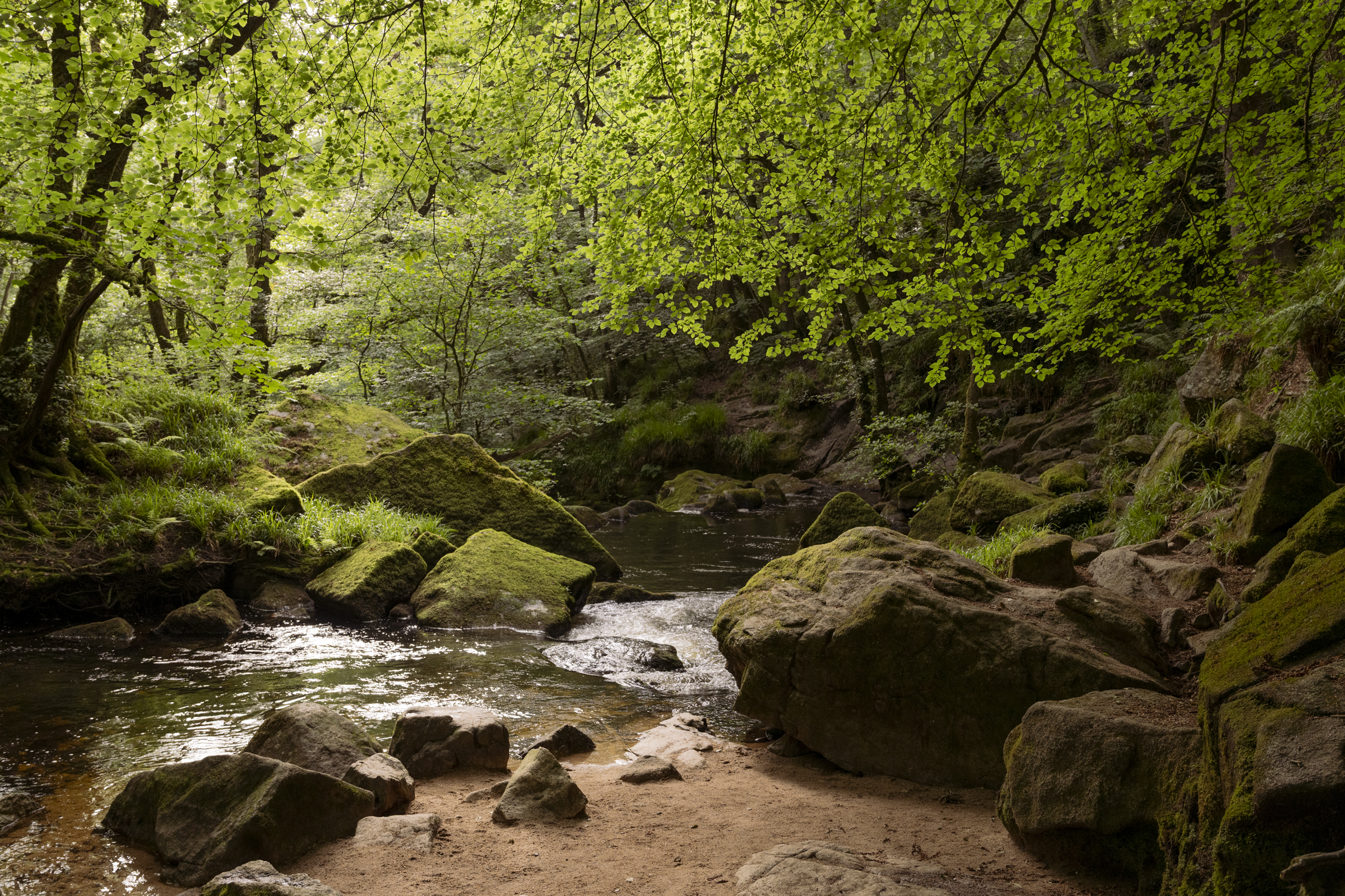 River in the woodland